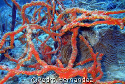 Thin Rope Sponge,Palmas Del Mar,Humacao Puerto rico,Camer... by Pedro Hernandez 